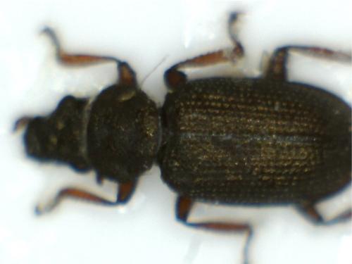 Réf. 180 127 : Ochthebius lejolisii